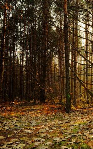 Lasy Państwowe dają wsparcie parkom narodowym